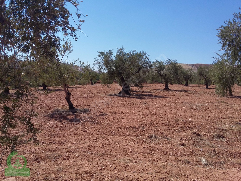 çağrı gayrimenkuldan nizip kızılcakente satılık 5900m2 zeytin