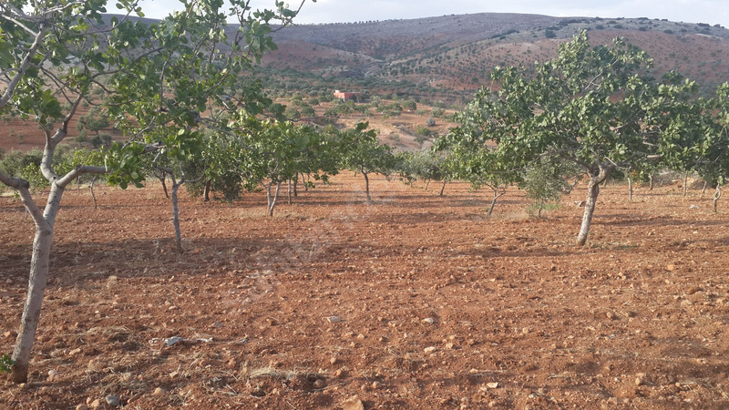 UYGAR EMLAKTAN SATLIK 11600 m2