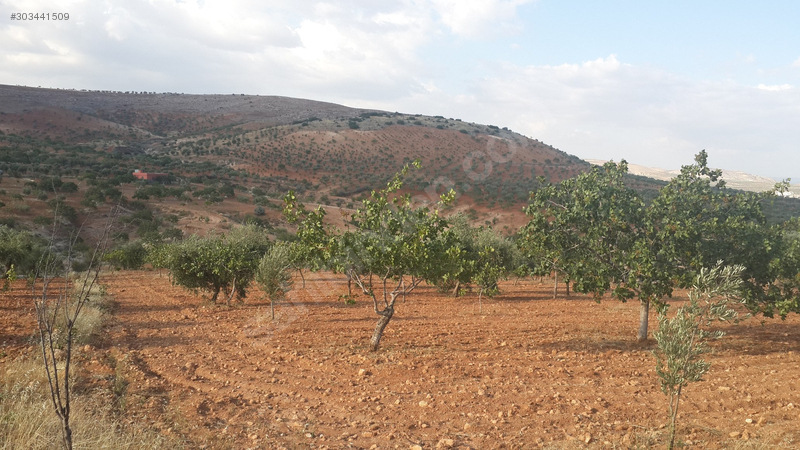 UYGAR EMLAKTAN SATLIK 11600 m2