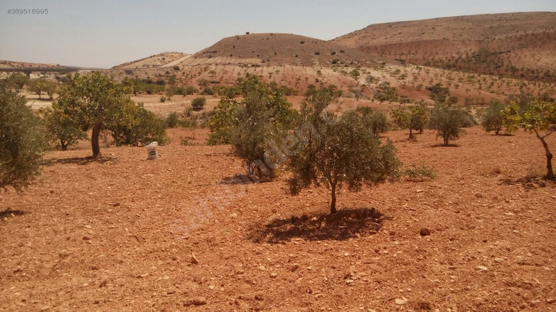 Gaziantep nizip kocatepe satilik fistik ve zeytin tarlasi