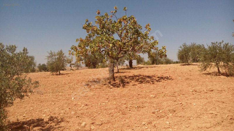 Gaziantep nizip kocatepe satilik fistik ve zeytin tarlasi