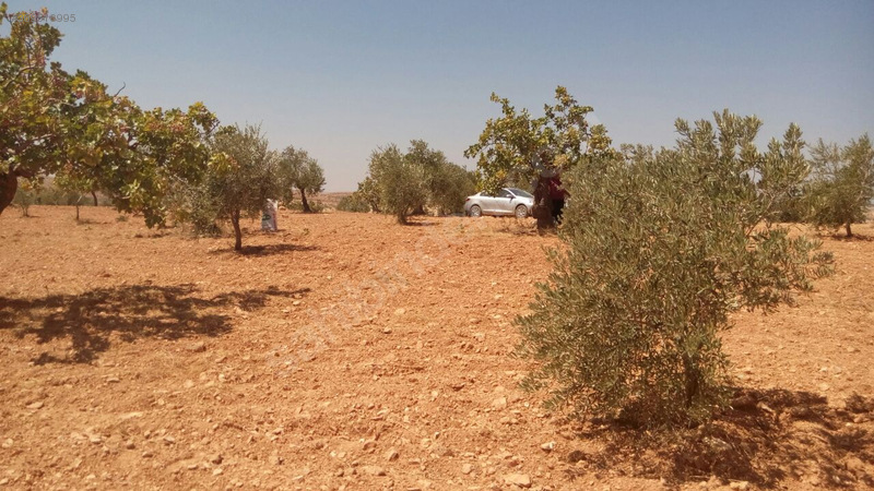 Gaziantep nizip kocatepe satilik fistik ve zeytin tarlasi