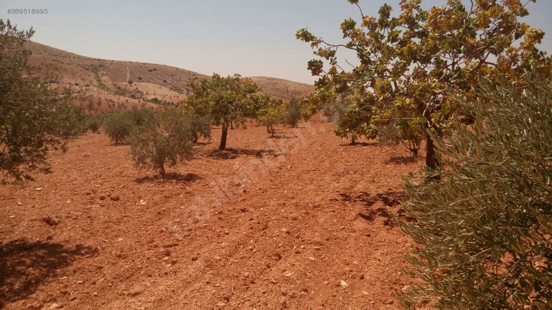 Gaziantep nizip kocatepe satilik fistik ve zeytin tarlasi