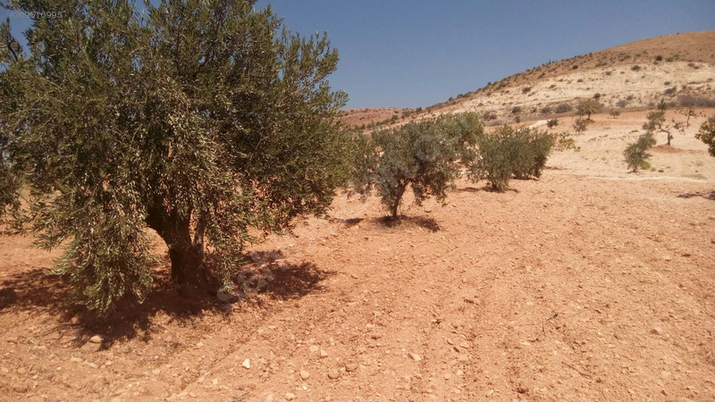 Gaziantep nizip kocatepe satilik fistik ve zeytin tarlasi