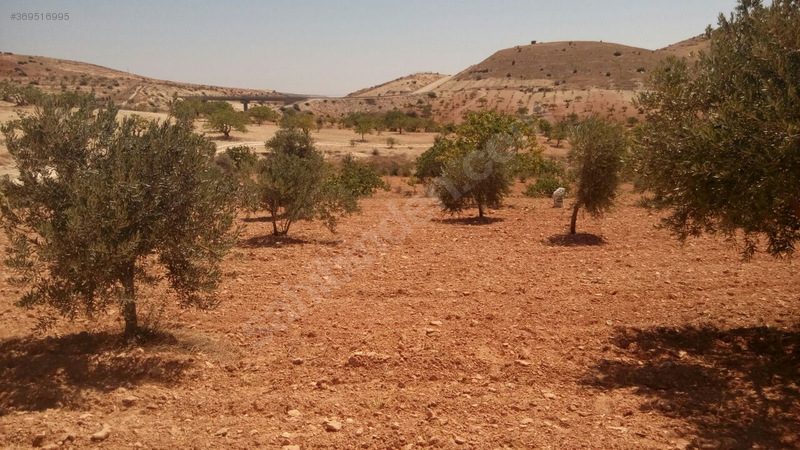 Gaziantep nizip kocatepe satilik fistik ve zeytin tarlasi