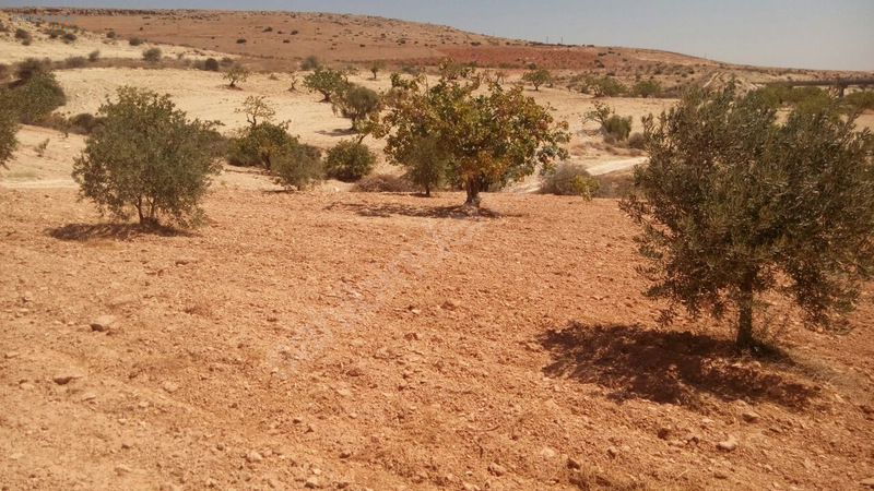 Gaziantep nizip kocatepe satilik fistik ve zeytin tarlasi