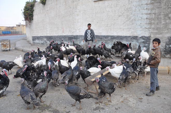 Hindi satişlari başladi