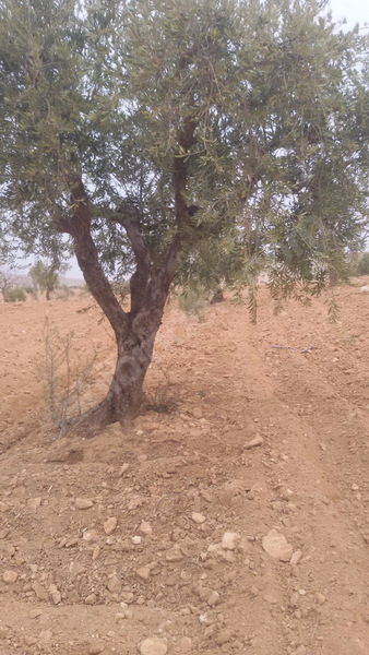 Uluyatirda harika zeytin fistik bahçesi