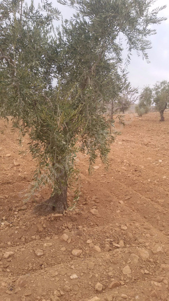 Uluyatirda harika zeytin fistik bahçesi