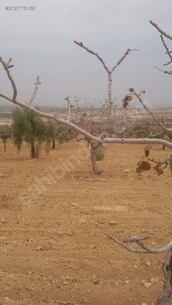 Uluyatirda harika zeytin fistik bahçesi