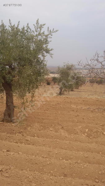 Uluyatirda harika zeytin fistik bahçesi