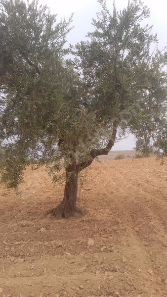 Uluyatirda harika zeytin fistik bahçesi