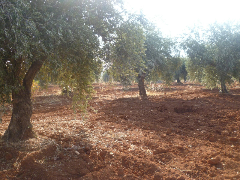 Sahibinden Hasılatlı Bahçe