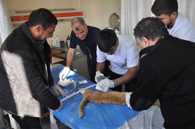 Yarali kedi tedavi edildi