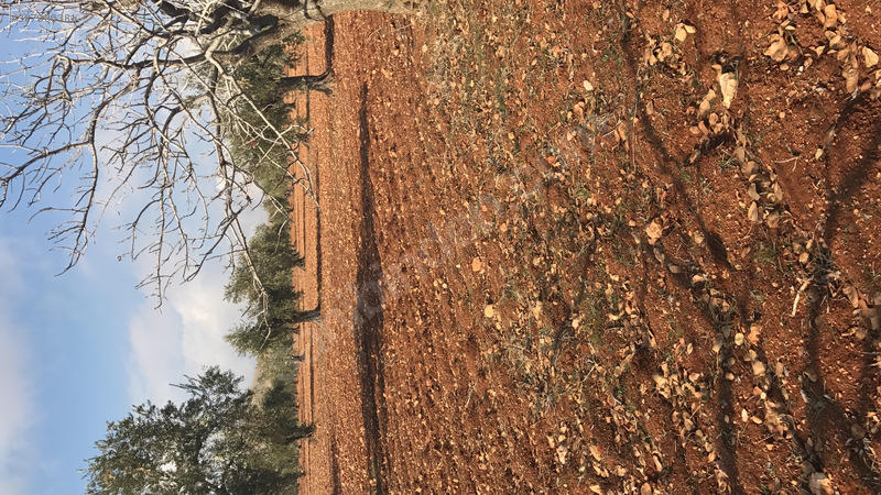 Nizip 3.5 km süper konumda acil satılık zeytinlik
