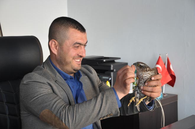 Nizip te yarali şahin bulundu