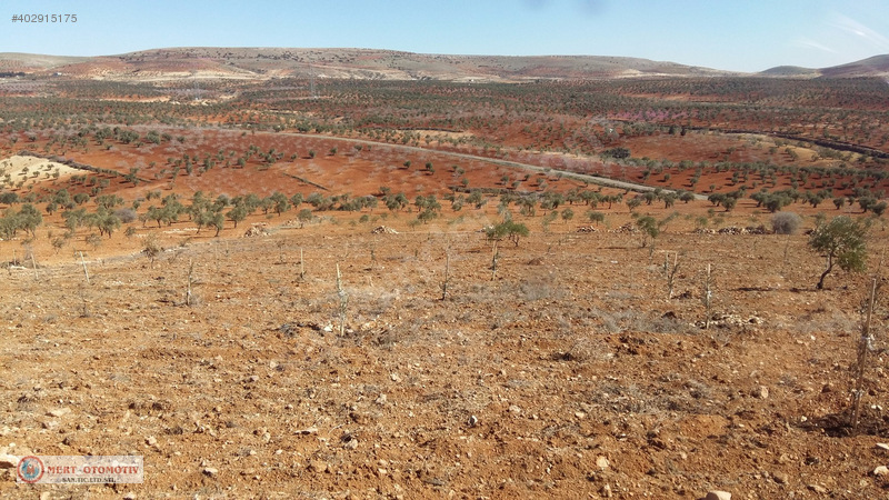 +sahibnden kocatepe 11.000-metre zeytinlik firsat