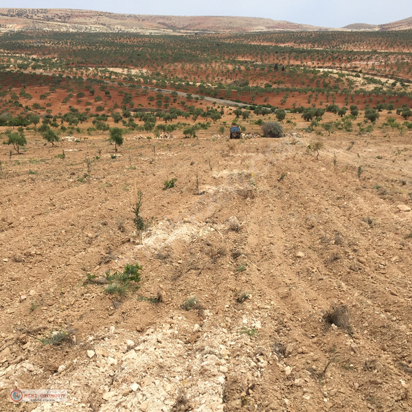 +sahibnden kocatepe 11.000-metre zeytinlik firsat