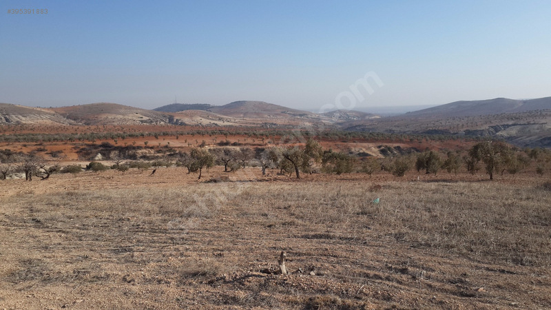 Uygar emlaktan satlik zeytinlik 44 dönüm