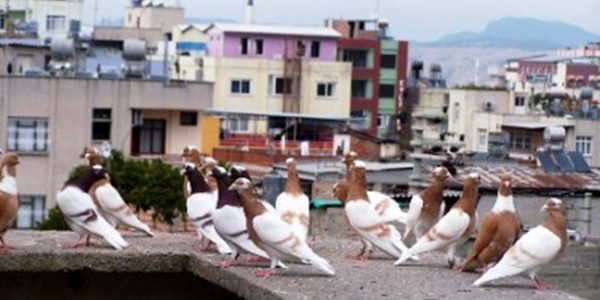 Güvercin Hırsızları Tutuklandı