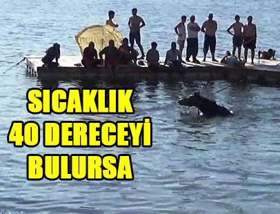 Firatin azgin sularinda insanlarla birlikte serinlediler