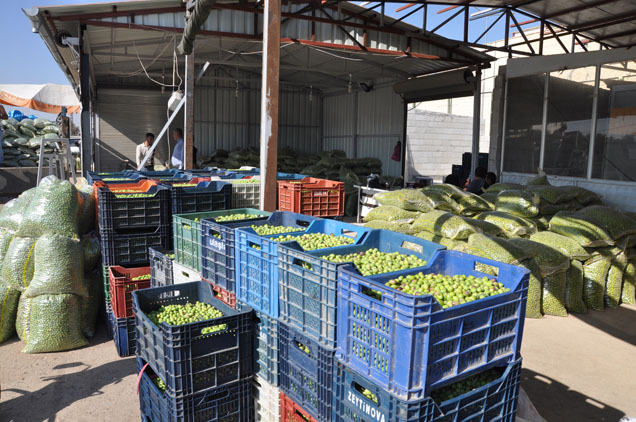 Zeytin satişlari başladi
