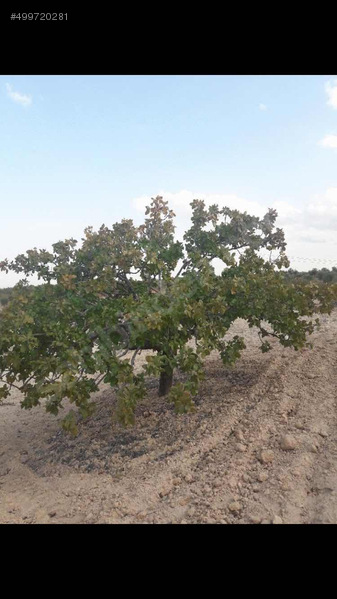 ÖKSÜZ GAYRİMENKULDEN ADLİYE SARAYINA 1 km mesafede