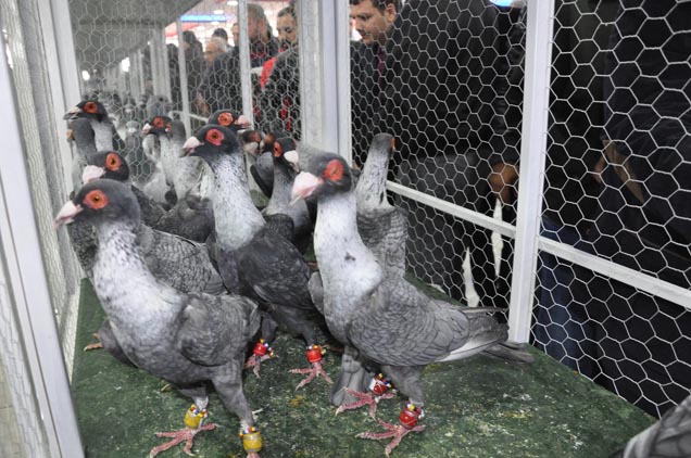 19 irktan güvercin görücüye çikti
