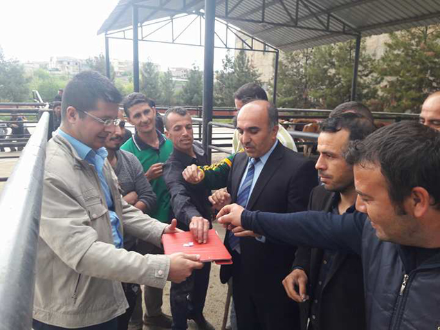 Genç çiftçilere düve desteği