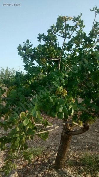 Nizip de fıstıklık