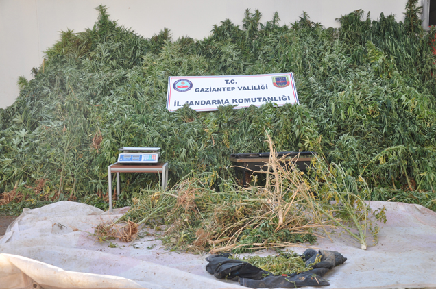 Araziye ekilen kenevire jandarma engeli