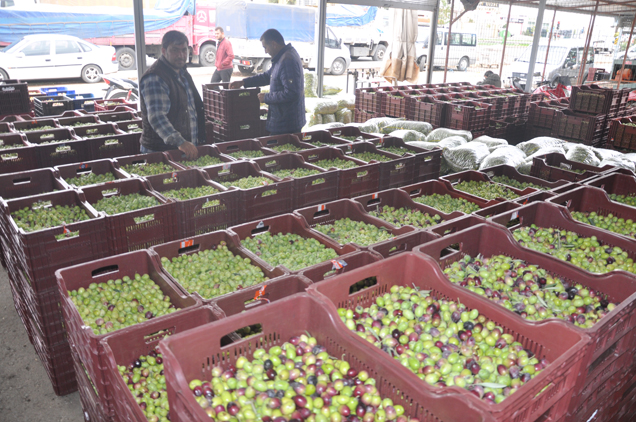 Zeytin satişlari başladi