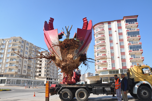 Ağaçlar zarar görmeden sökülüyor