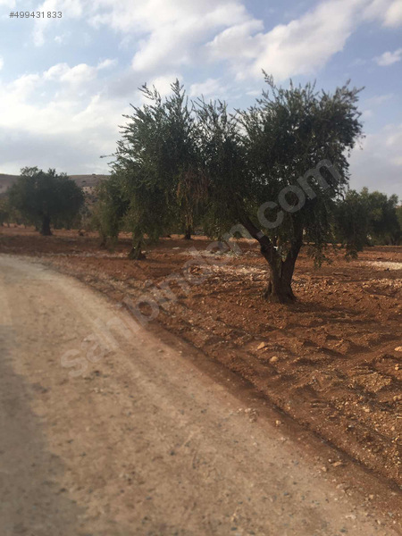 öksüz gayrimenkulden kizilcakentte mükemmel zeytin fistik