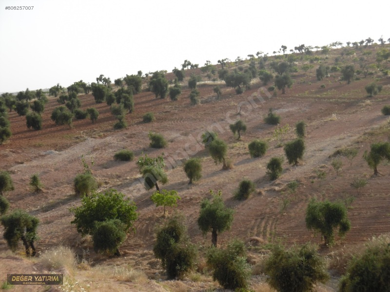 Gaziantep sekilide satilik ipekyola yakin yer 5750 m2 zeytin