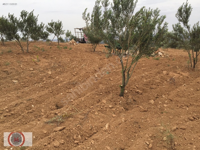 Sahibnden kocatepe 42.300-metre zeytinlik kaçirmayiniz