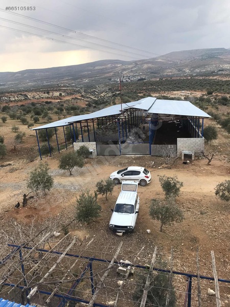 Sahibinden satılık çiftlik,bağevi,zeytinlik,fıstıklık