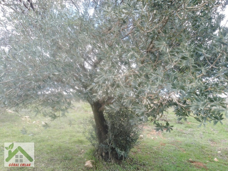 Nizip yeniyazi mah komple dikili satilik arazi