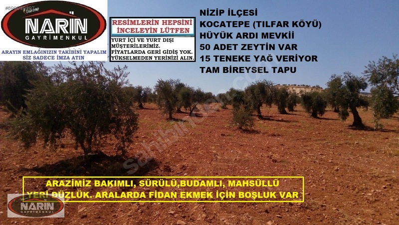 Nizip KOCATEPE TILFAR Köyünde 50 Adet Zeytin Ağaçlı Satılık Tam