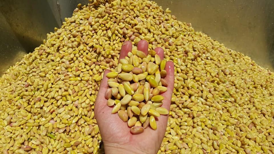 Nizip ilçesinde Fıstık sezonu açıldı
