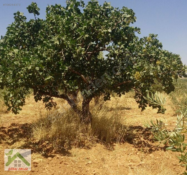 Uluyatir da kaliteli fistik zeytin bahçesi satilik