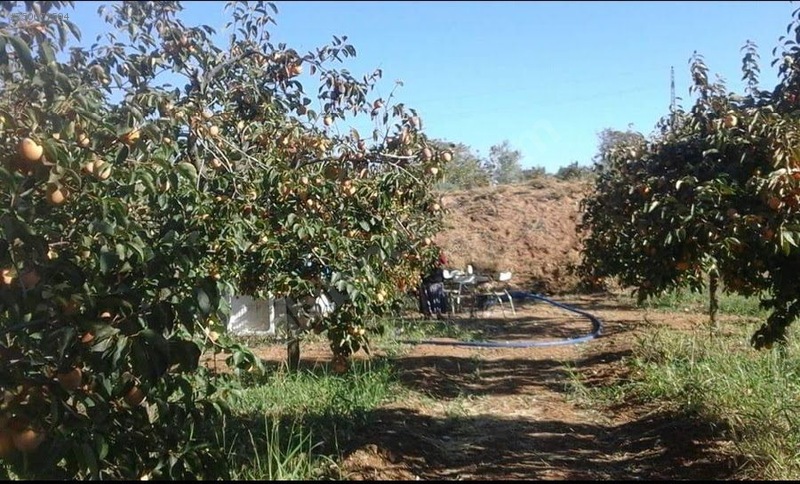 Nizipte Hurma Bahçesi