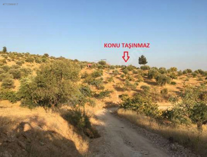 Şirketten Satılık -Satışa Hazır- Sorunsuz Fıstıklık
