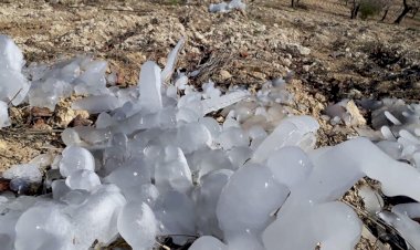 Nizip’te *don hayati olumsuz etkiledi* Nizip’te *don hayati olumsuz etkiledi*
