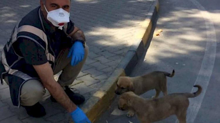 Polis memurundan sokak hayvanlarına yem ve su