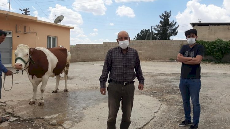 Nizip’li çiftçi 'Biz bize yeteriz' kampanyasına ineğini bağışladı