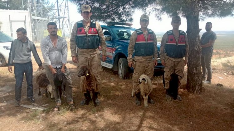 Nizip Jandarma Kayıp Koyunları Buldu