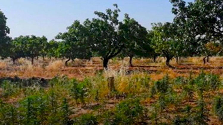 Karkamış’ta Hint Keneviri Operasyonu Karkamış’ta Hint Keneviri Operasyonu