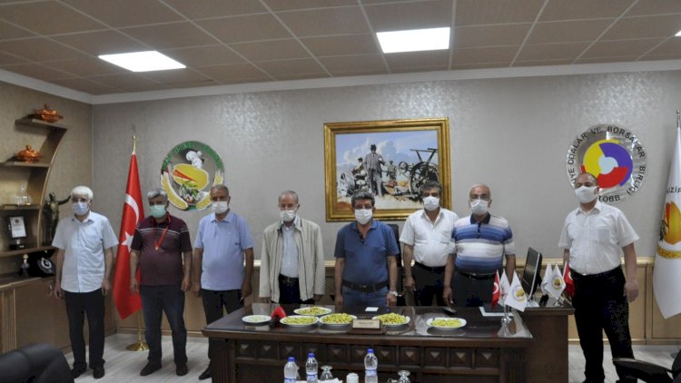 Nizip’te ilk mahsul boz fistiği altinla ödüllendirildi Nizip’te ilk mahsul boz fistiği altinla ödüllendirildi