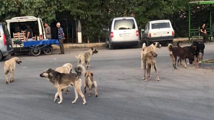 Başıboş Köpekler Tehlike Saçıyor
